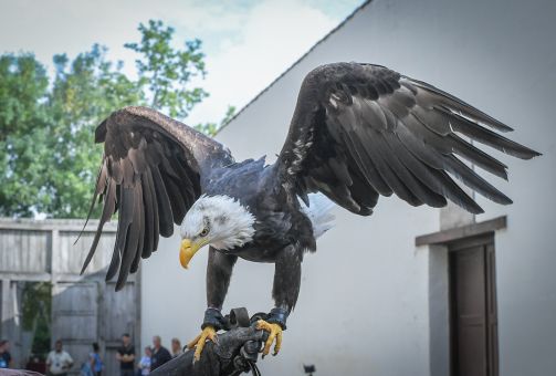 MIN DT&V vogelshow-8882.jpg